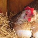 Правда о куриных яйцах, которую от нас скрывают Когда начали употреблять яйца тв блюда